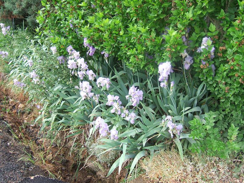 2011-05- (156).JPG